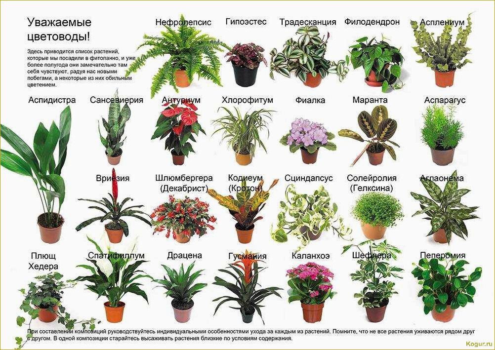 Каталог комнатных растений с фотографиями и названиями