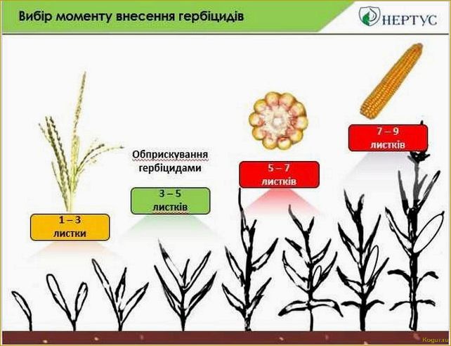 Когда и какие гербициды для кукурузы лучше использовать