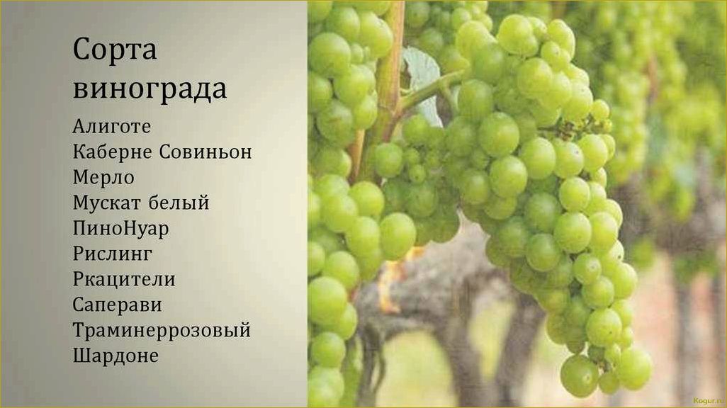 Лучшие сорта винограда на продажу