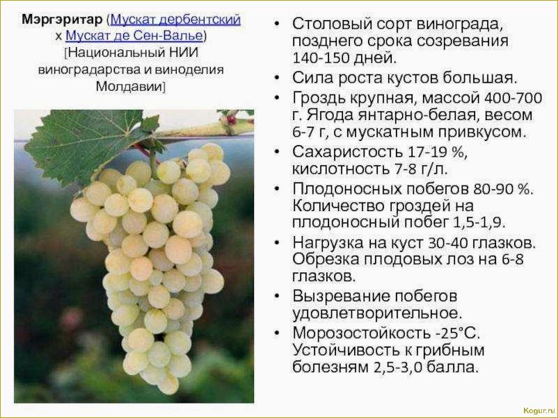 Лучшие сорта винограда на продажу