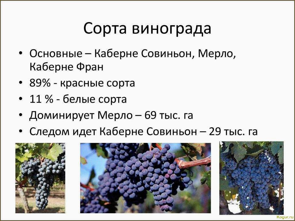 Лучшие сорта винограда на продажу