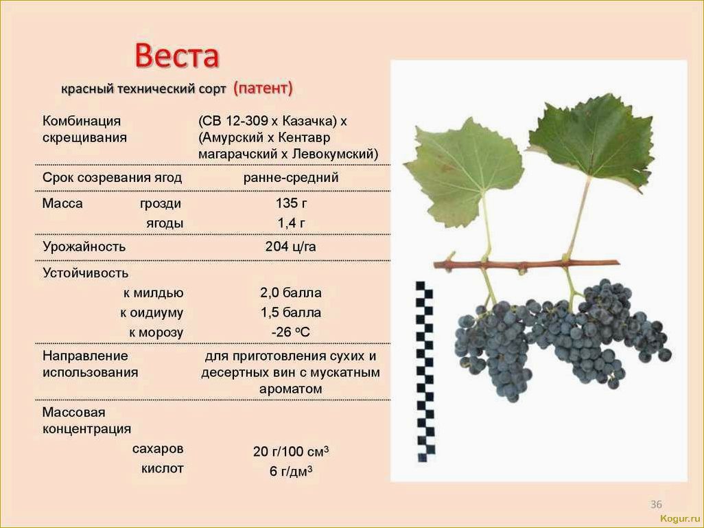 Лучшие сорта винограда на продажу