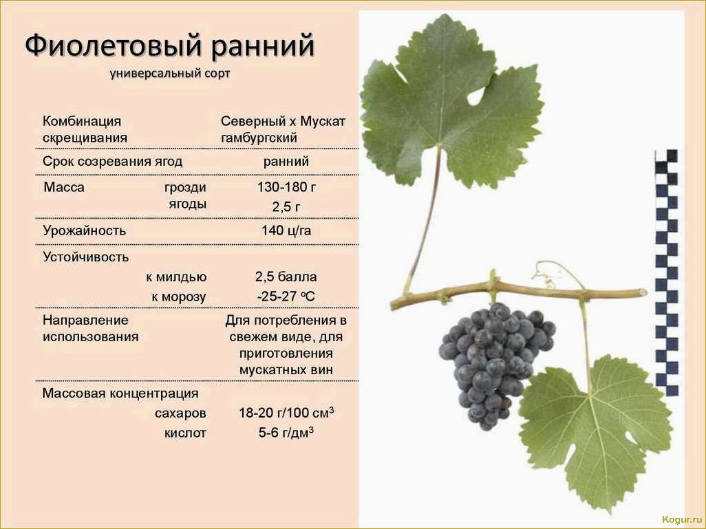 Лучшие сорта винограда на продажу