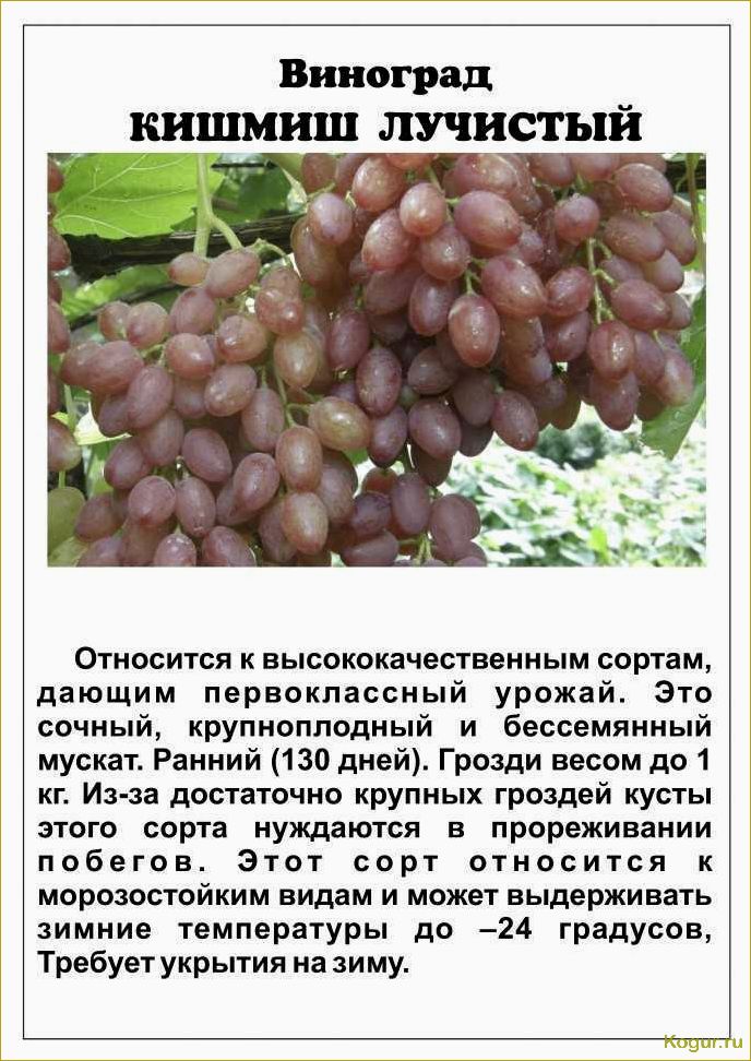 Лучшие сорта винограда на продажу