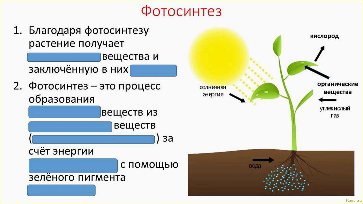 Лучшие способы обеззараживания почвы для создания оптимальных условий для растений