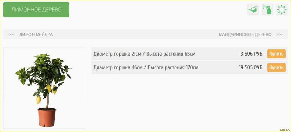 Приметы и поверья о дарении цветов в горшках: что говорит о том, можно ли подарить такие растения