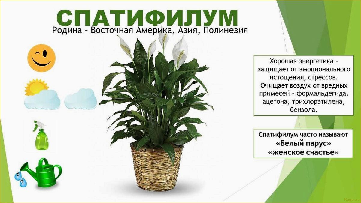 Приметы и поверья о дарении цветов в горшках: что говорит о том, можно ли подарить такие растения