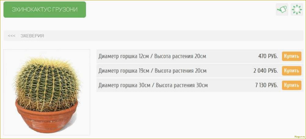 Приметы и поверья о дарении цветов в горшках: что говорит о том, можно ли подарить такие растения