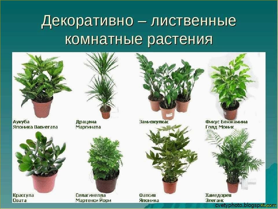 Приметы и поверья о дарении цветов в горшках: что говорит о том, можно ли подарить такие растения