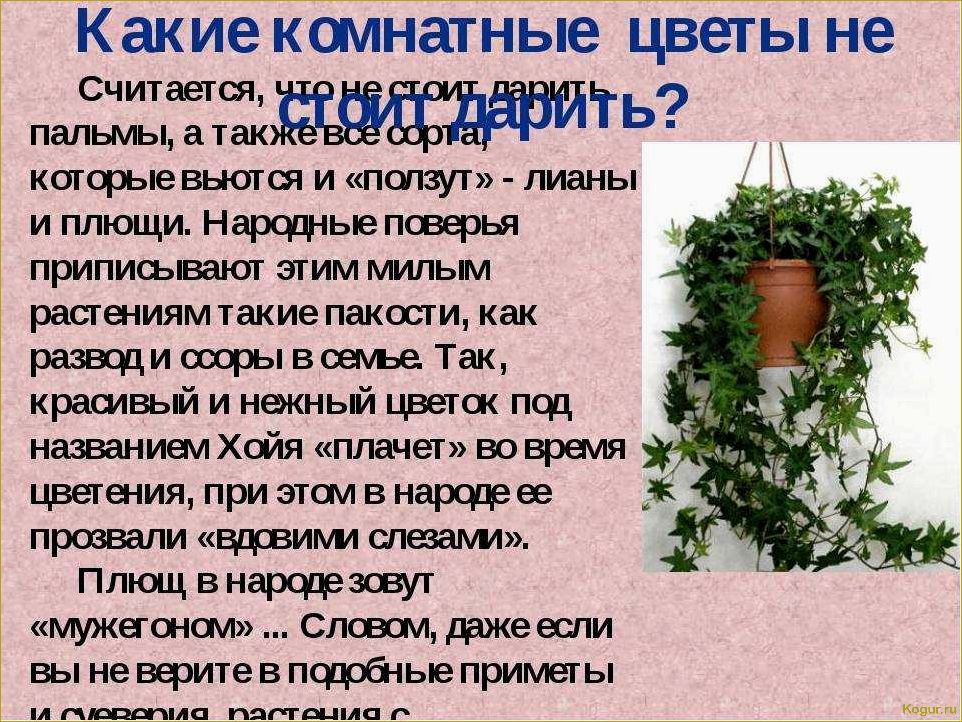 Приметы и поверья о дарении цветов в горшках: что говорит о том, можно ли подарить такие растения