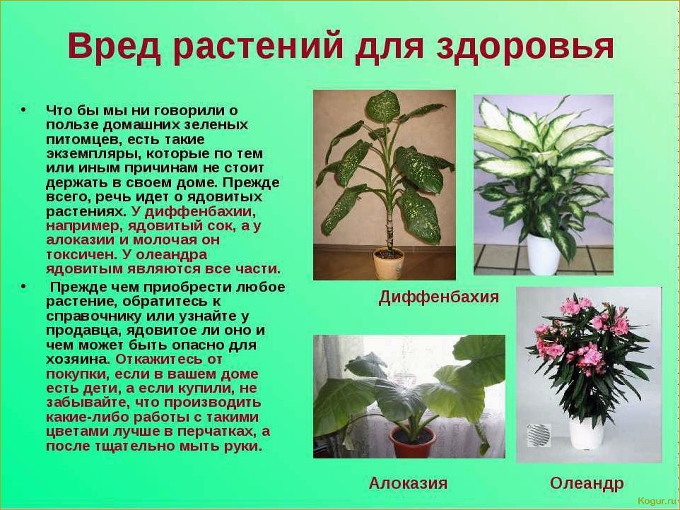 Приметы и поверья о дарении цветов в горшках: что говорит о том, можно ли подарить такие растения