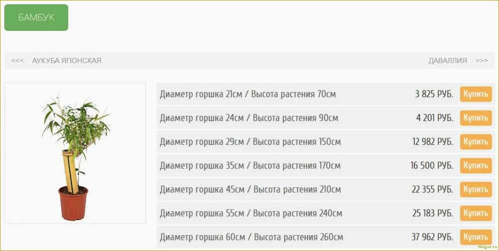 Приметы и поверья о дарении цветов в горшках: что говорит о том, можно ли подарить такие растения