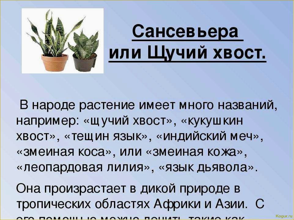 Приметы и поверья о дарении цветов в горшках: что говорит о том, можно ли подарить такие растения