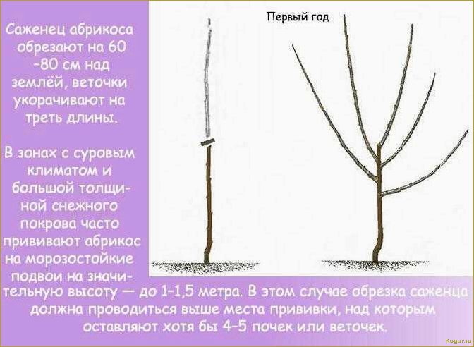 Обрезка персика в разных климатических зонах весной, летом и осенью