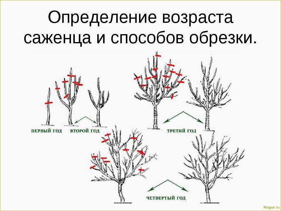 Обрезка персика в разных климатических зонах весной, летом и осенью