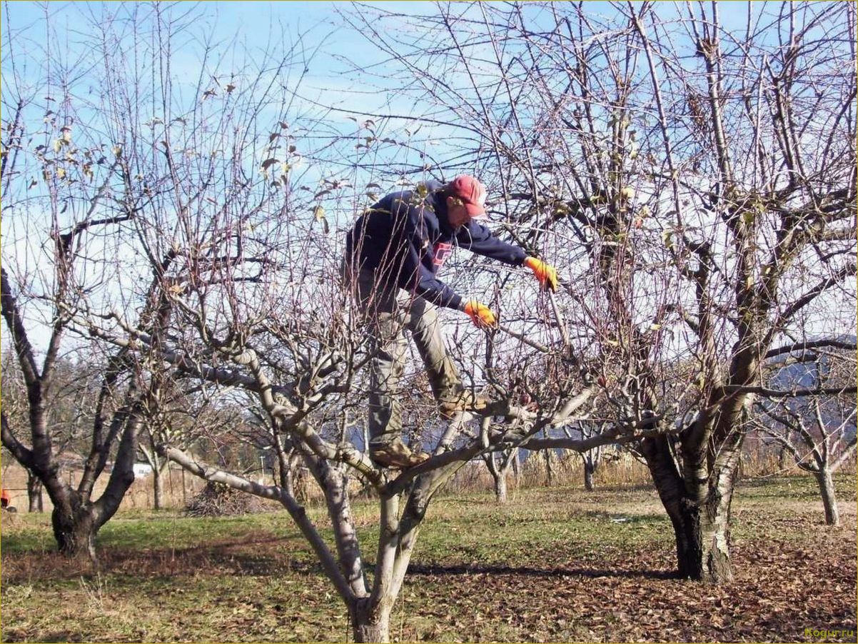 Обрезка персика в разных климатических зонах весной, летом и осенью