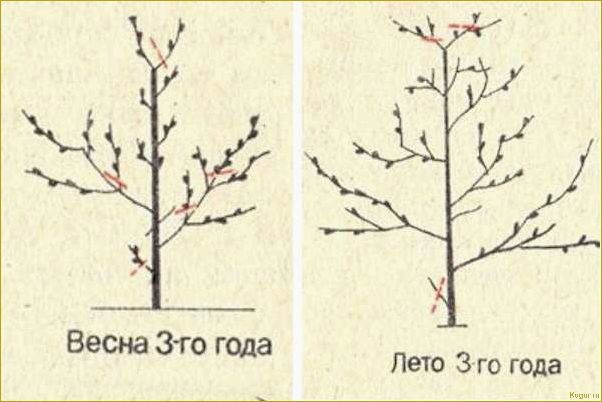 Обрезка персика в разных климатических зонах весной, летом и осенью