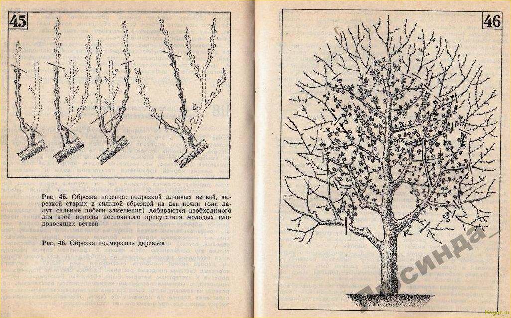 Обрезка персика в разных климатических зонах весной, летом и осенью