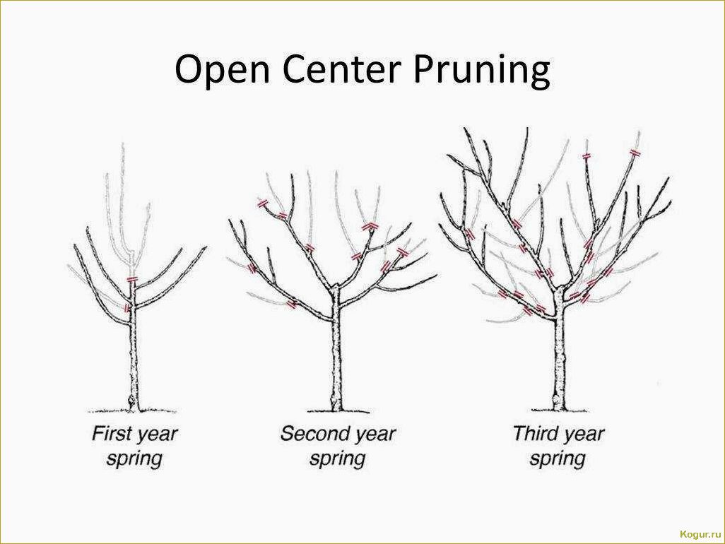 Обрезка персика в разных климатических зонах весной, летом и осенью