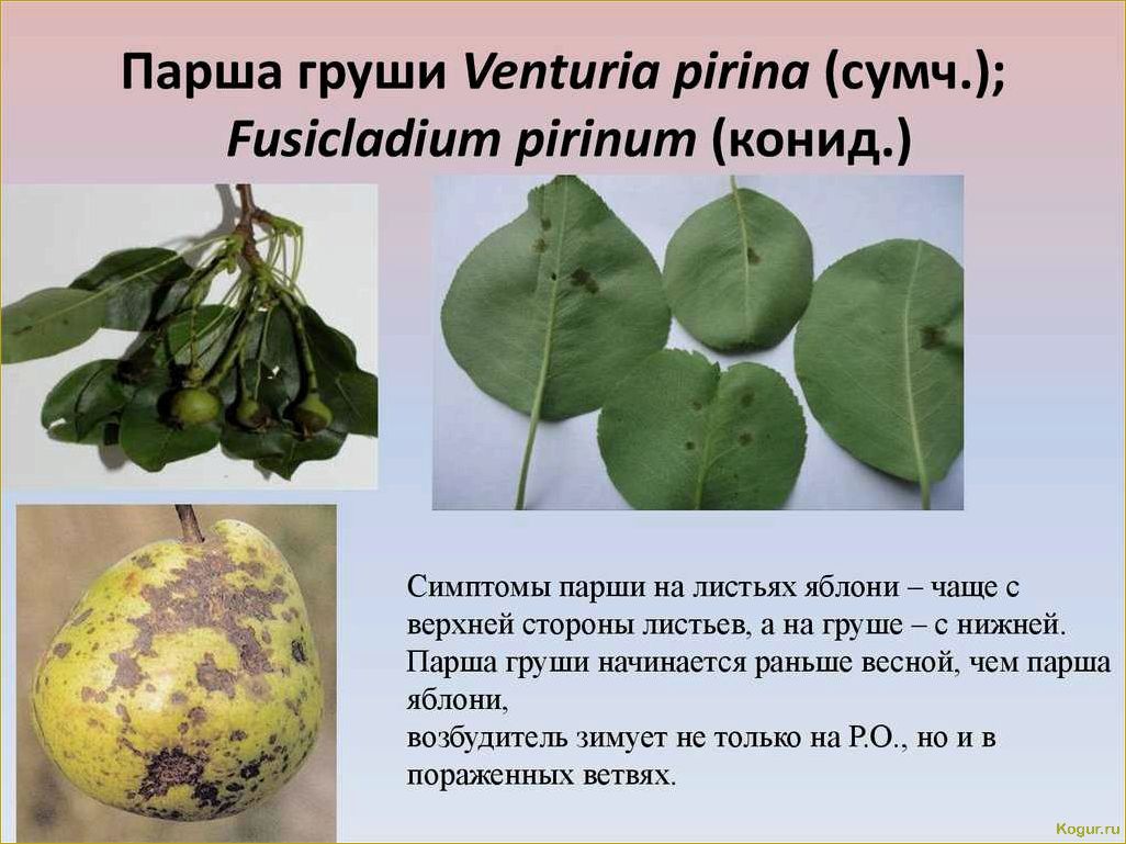 Признаки, по которым можно определить болезни груши