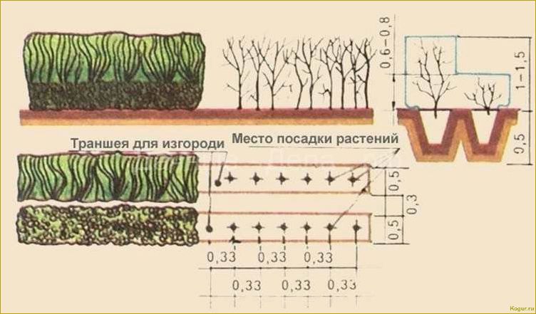 Правила выращивания кустарника волжанка на садовом участке