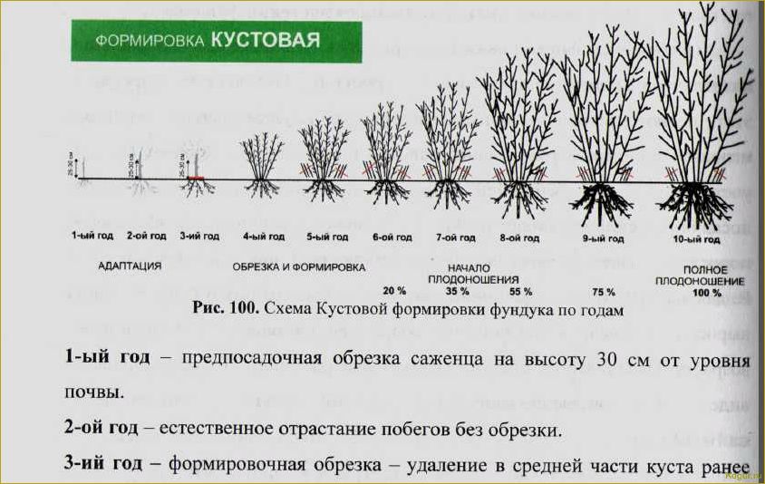 Правила выращивания кустарника волжанка на садовом участке