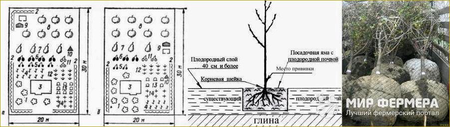 Правила выращивания кустарника волжанка на садовом участке