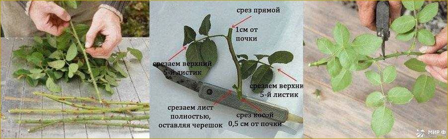 Розы: посадка, обрезка, размножение (видео)