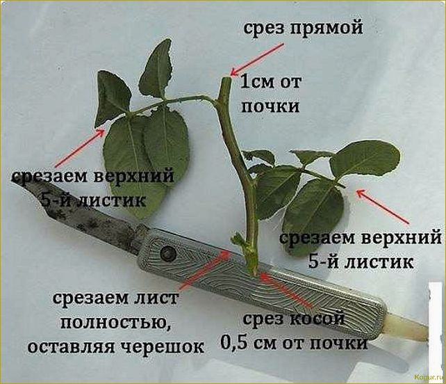 Розы: посадка, обрезка, размножение (видео)