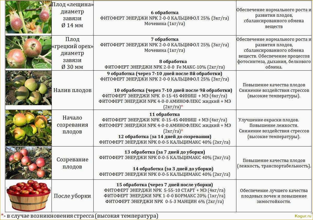 Слива для Подмосковья — лучший сорт, критерии выбора