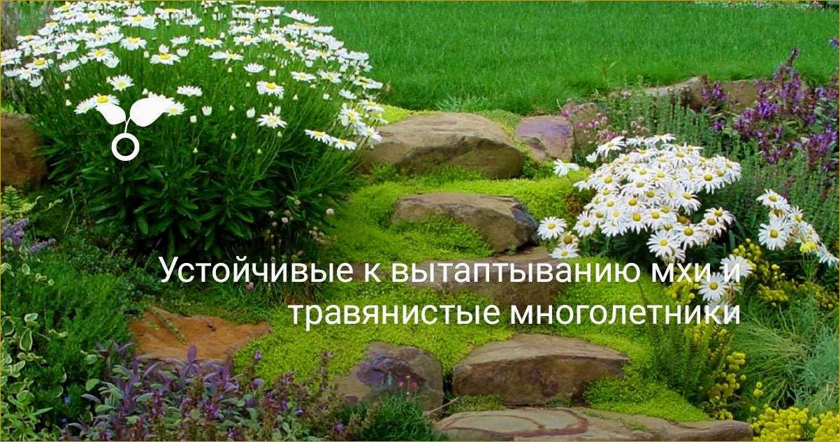 Устойчивые к вытаптыванию мхи и травянистые многолетники