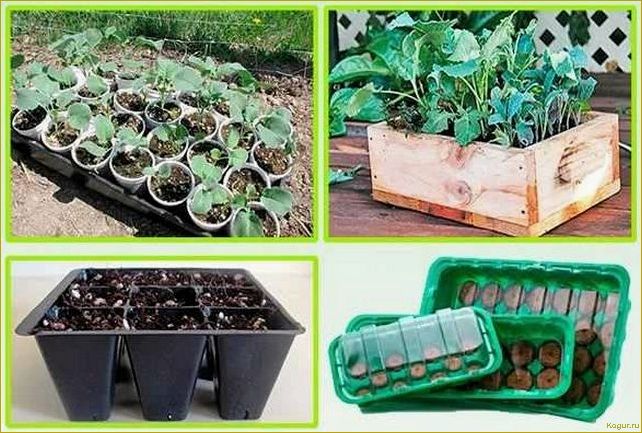 Получаем от опытных огородников 12 ценных советов по выращиванию рассады капусты
