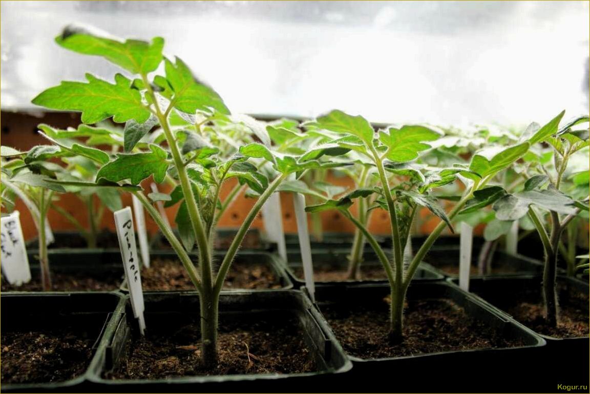 Получаем от опытных огородников 12 ценных советов по выращиванию рассады капусты