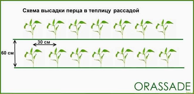 Изучение и сравнение методов выращивания перца в открытом грунте и теплице