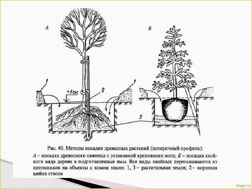 Выращивание раскидистого красавца вяза на приусадебном участке: возможно ли?