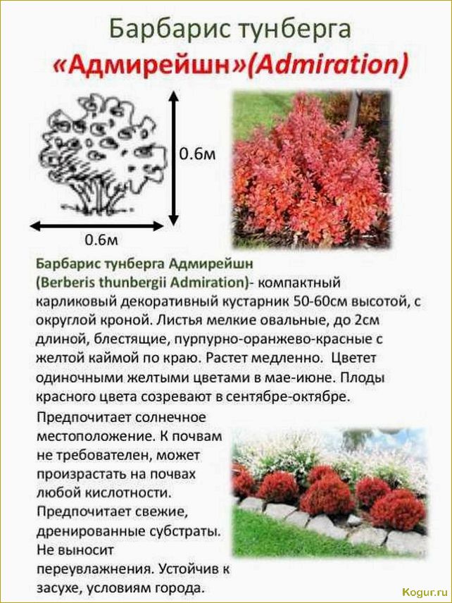 Ознакомьтесь с фотографиями и подробными описаниями различных сортов барбариса Тунберга