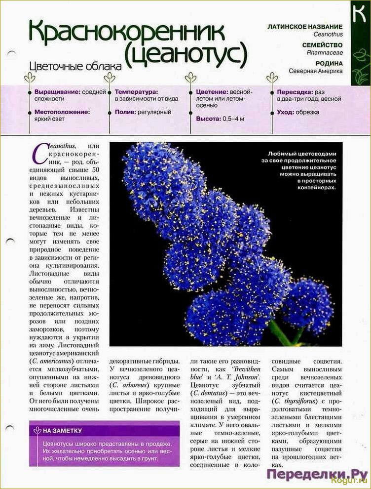 Цеанотус или краснокоренник: правила посадки и ухода за кустарником