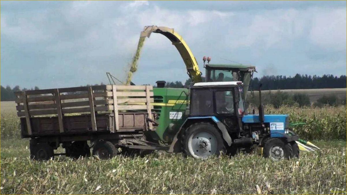 Качественная уборка кукурузы с поля на зерно, силос и початки