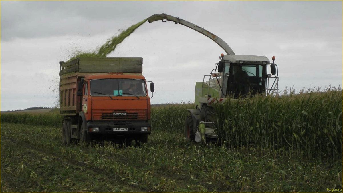 Качественная уборка кукурузы с поля на зерно, силос и початки