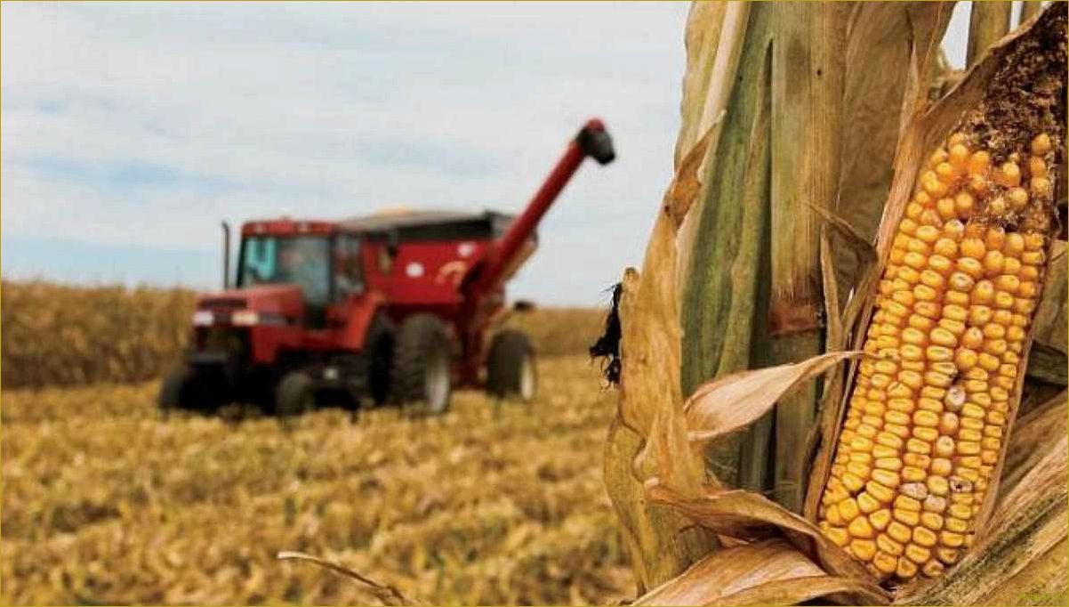 Качественная уборка кукурузы с поля на зерно, силос и початки