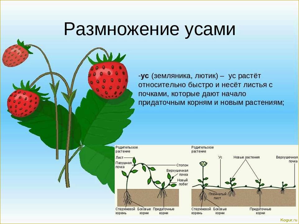 Как размножить клубнику на дачном участке