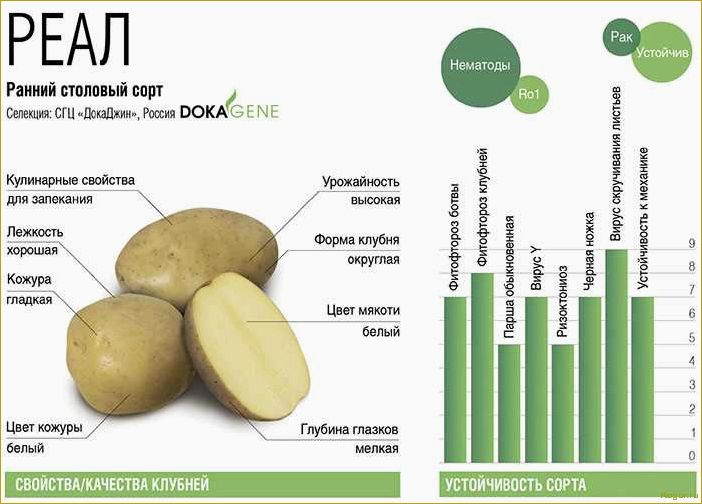 Описание сорта и советы по уходу за картофелем сорта Удача
