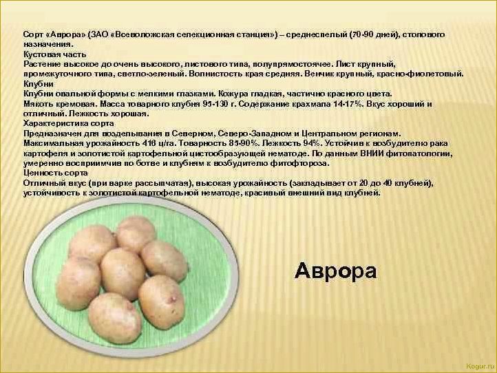 Описание сорта и советы по уходу за картофелем сорта Удача