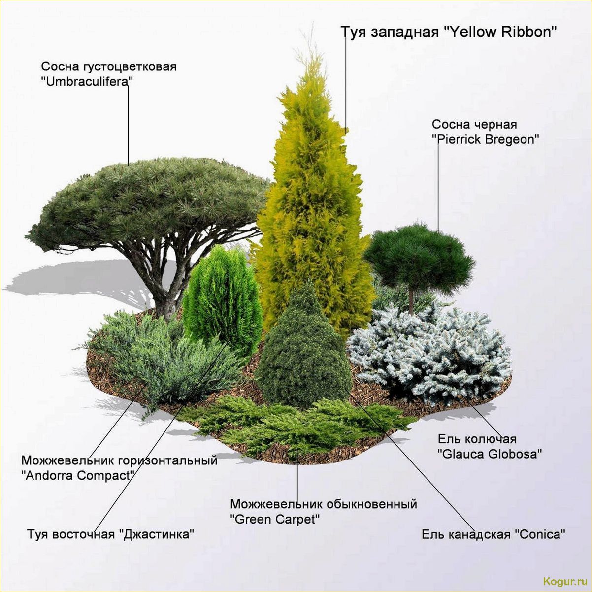 Лучшие хвойные растения для сада — описание и правила их комбинирования