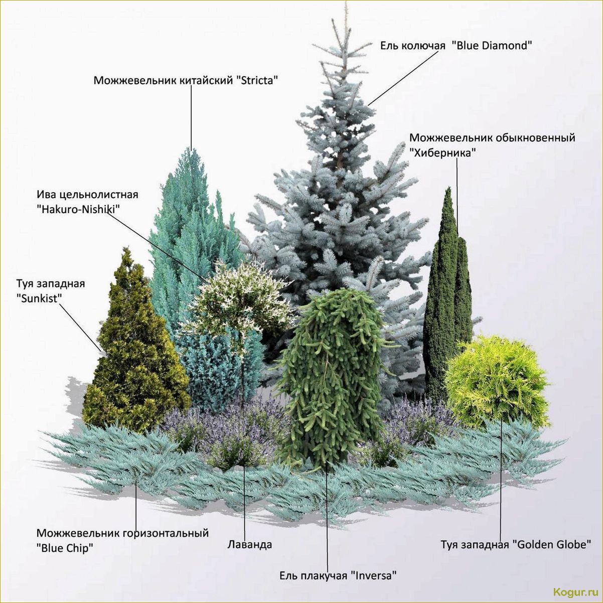 Лучшие хвойные растения для сада — описание и правила их комбинирования