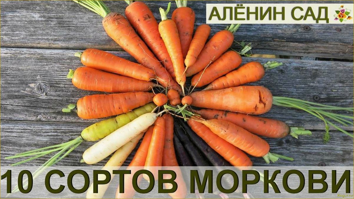 Лучшие сорта моркови с фотографиями: обзор и советы по выбору