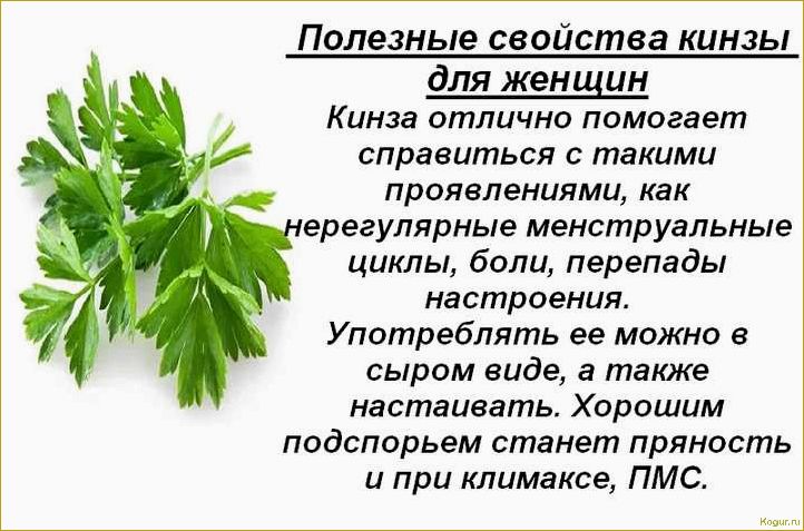 Особенности выращивания петрушки кудрявой и способы ее ухода