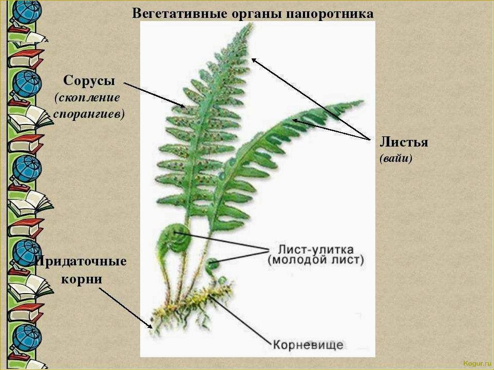 Садовый папоротник: как ухаживать, размножать и понять его строение