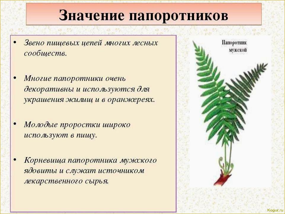 Садовый папоротник: как ухаживать, размножать и понять его строение