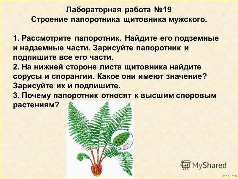 Садовый папоротник: как ухаживать, размножать и понять его строение